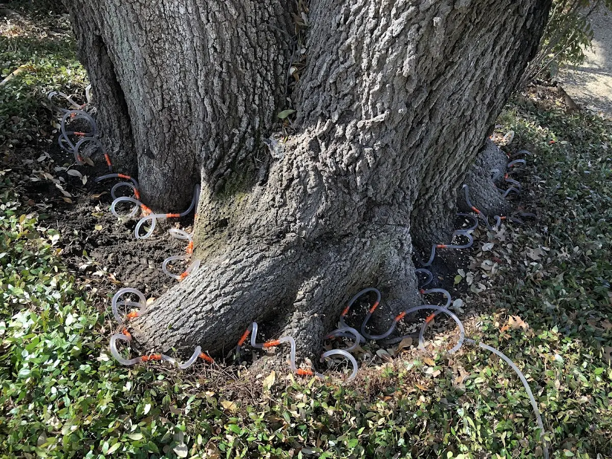 Detailed Tree Cabling and Bracing job site in Greenbush